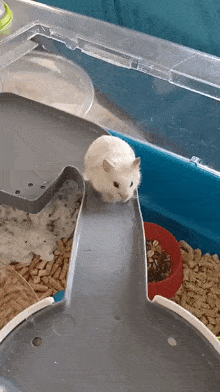 Hamster Funny GIF - Hamster Funny Struggling GIFs