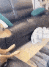 a dog is standing on a wooden table in front of a couch .