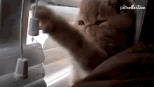 Munch The Pet Collective GIF