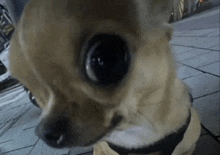 a close up of a small dog 's face with a very large eye