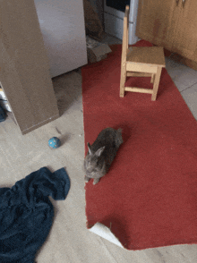 a rabbit laying on a red rug in a kitchen