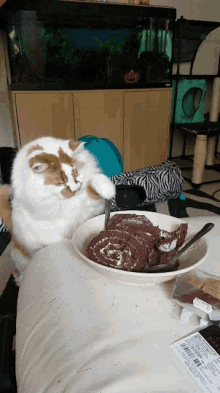 Hungry Cats GIF - Hungry Cats Funny GIFs