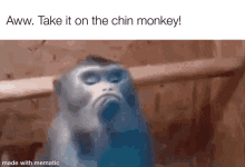Chin Monkey GIF