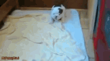 Belly Sliding Puppy GIF - Pet Belly Slide GIFs