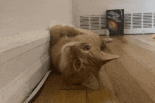 a cat is laying on its back on a wooden floor next to a sign that says " making a rainbow "