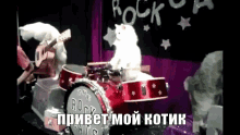 my kitten cat kitten band drums