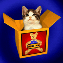 Here I Am Kitten GIF - Here I Am Kitten Jack In The Box GIFs