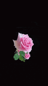 a picture of a man surrounded by pink roses on a black background