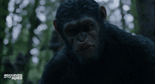 Planet Of The Apes Caesar GIF - Planet Of The Apes Caesar Yell GIFs