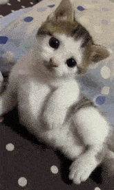 a small kitten is laying on its back on a bed .