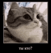 a cat is sitting on a bed and looking at the camera with a russian caption .