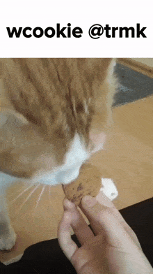 a picture of a cat eating a cookie with the words wcookie @trmk above it