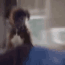What Doing What Are You Doing GIF - What Doing What Are You Doing Dog GIFs
