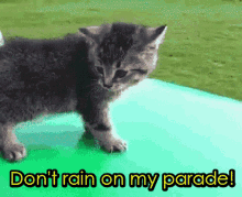dont rain on my parade funny animals kitten cute fall over