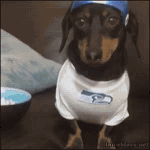 Seattle Seahawks Puppy Fan GIF - Weenie Weeniedog Dog GIFs