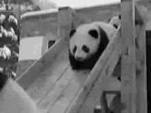 Panda Slide GIF