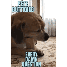 Dog Hungry GIF - Dog Hungry Questions GIFs
