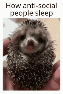 Hedgehog Sleep GIF - Hedgehog Sleep Antisocial GIFs