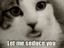 Seduce GIF - Seduce Cat Tongue GIFs