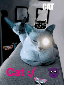 Cat Vex GIF - Cat Vex 10years Challenge GIFs