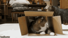 I Squish Your House Cute GIF - I Squish Your House Cute Cats GIFs