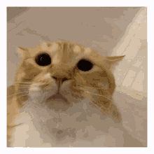 Gupitaro Cat GIF - Gupitaro Cat Meow GIFs
