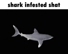 Sluggycord Shark GIF - Sluggycord Shark GIFs