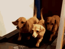 Weenies Running On Treadmill GIF - Dogs Treadmill Workout GIFs