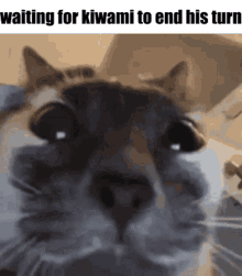 Kiwami Cat GIF - Kiwami Cat Stare GIFs