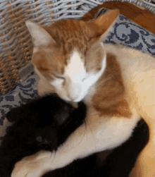 Willie And Gizmo Brotherly Love GIF - Willie And Gizmo Brotherly Love Cats GIFs