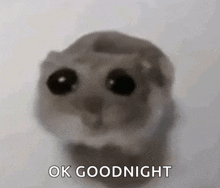 a close up of a hamster with the words ok goodnight above it