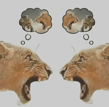 two lions with speech bubbles above their mouths