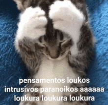 Gato Louco GIF - Gato Louco GIFs
