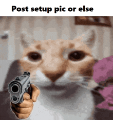 a cat is pointing a gun at the camera and the caption says post setup pic or else