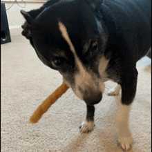a black and white dog chewing on a stick on the floor