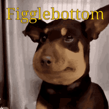 figglebottom named fancy dog