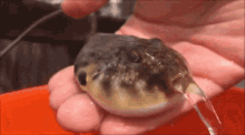 Puffer Fish GIF - Puffer Fish GIFs