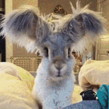 Bunny Pigtails GIF - Bunny Pigtails Funny GIFs