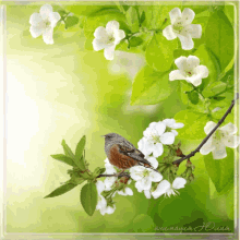 Bird Flowers GIF - Bird Flowers GIFs