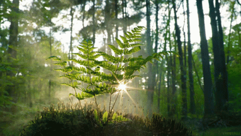 Forest Sun Rays GIF - Forest Sun Rays Calm - Discover & Share GIFs
