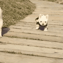 a french bulldog puppy wearing a harness is walking on a wooden walkway .