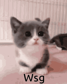 Wsg Cat GIF - Wsg Cat Kitten GIFs