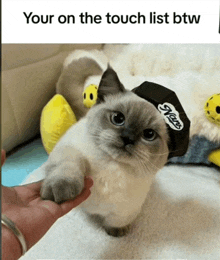 Touchlist Cat GIF - Touchlist Cat Lol GIFs