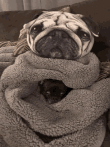 pug blanket dog sleepy