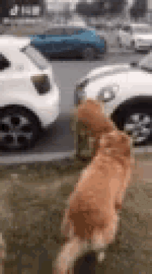 Too Fat Cant Fit GIF - Too Fat Cant Fit Dogs GIFs