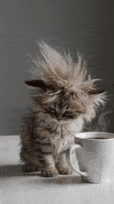 a fluffy kitten sitting next to a cup of coffee on a table