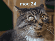 Mog24 Cat GIF - Mog24 Mog 24 GIFs