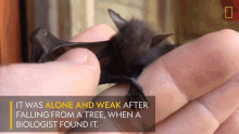 it was alone and weak after falling from a tree when a biologist found it worlds weirdest bat appreciation day baby fruit bat checking out