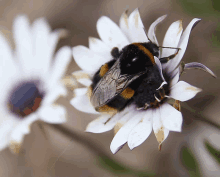 Bee Water Removal GIF - Bee Water Removal Bee Pee GIFs