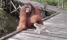Orangutan Orangutang Monkey Banana GIF - Orangutan Orangutang Monkey Banana Prisonshowers GIFs